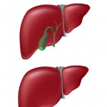 Text Book Accurate Liver and Gallbladder